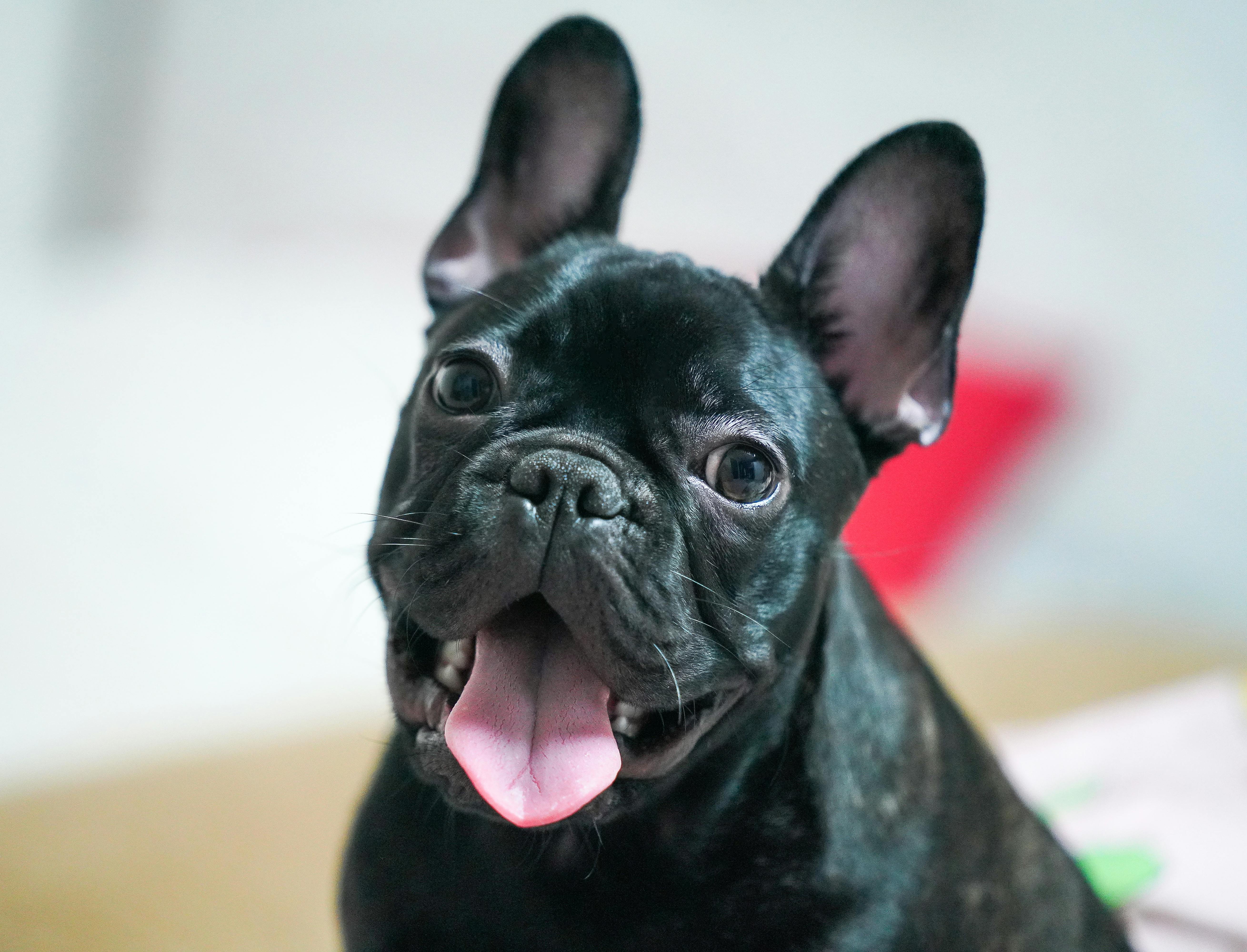 French Bulldog Puppy