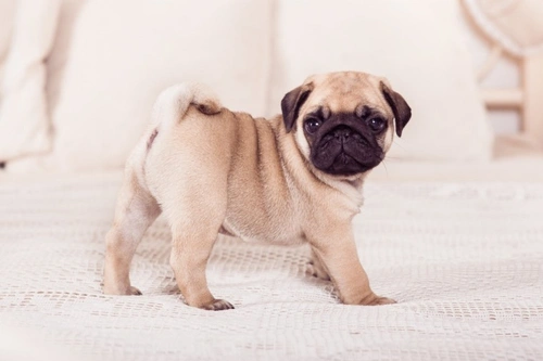 Pug Puppy