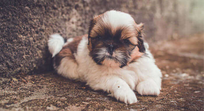 Shih Tzu Puppy