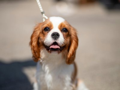 Cavalier King Charles Spaniel Puppy