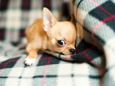 Chihuahua Puppy
