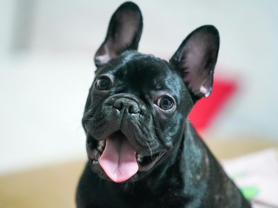 French Bulldog Puppy