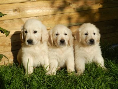 Golden Retriever Puppy