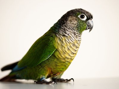 Green Cheek Conure