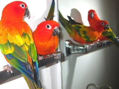 Hyper Red Sun Conure