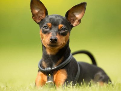Miniature Pinscher Puppy