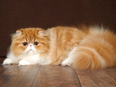 Persian Kitten